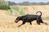 DOBERMANN 971